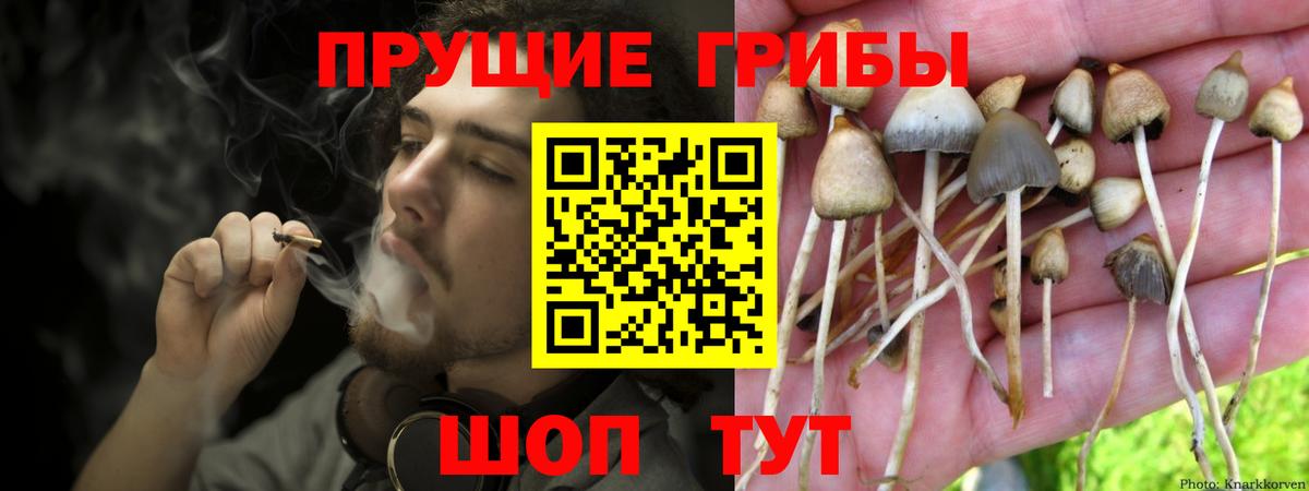 Псилоцибиновые грибы Psilocybine cubensis  Вход с VPN  Мариинск  Галлюциногенные грибы мицелий 